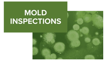 Mold Inspections by MMI Experts in GA