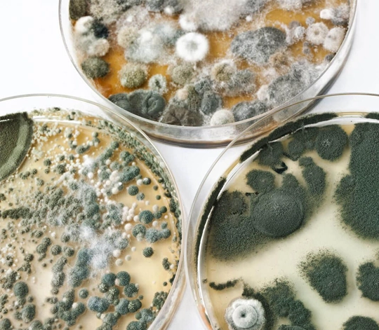 Mold Samples