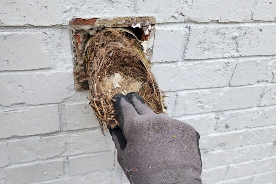 Birds Nest Dryer Vent Removal in Winder by MMI