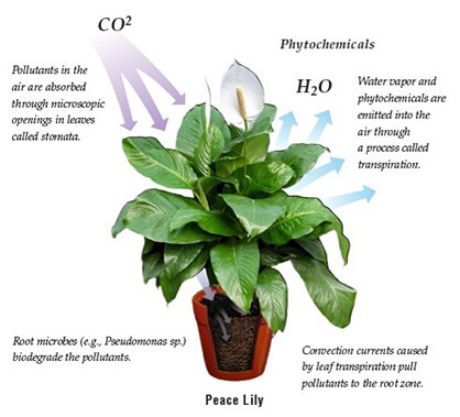 improve indoor air quality by plants